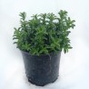 Price: €1.55 - Graines de Sarriette des Montagnes (Satureja montana) - 