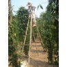 Price: €2.55 - Semillas de Pimienta larga (Piper longum) - 