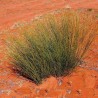 Fröer Weeping Cherry (Exocarpos sparteus)