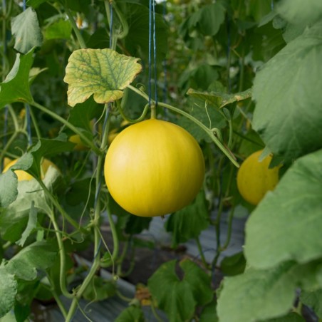 Price: €1.95 - Honeydew Melon Seeds - Seeds Gallery
