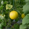 Price: €1.95 - Honeydew Melon Seeds - Seeds Gallery