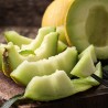 Price: €1.95 - Honeydew Melon Seeds - Seeds Gallery