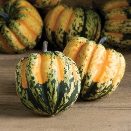 Carnival Squash Seeds - 1.755
