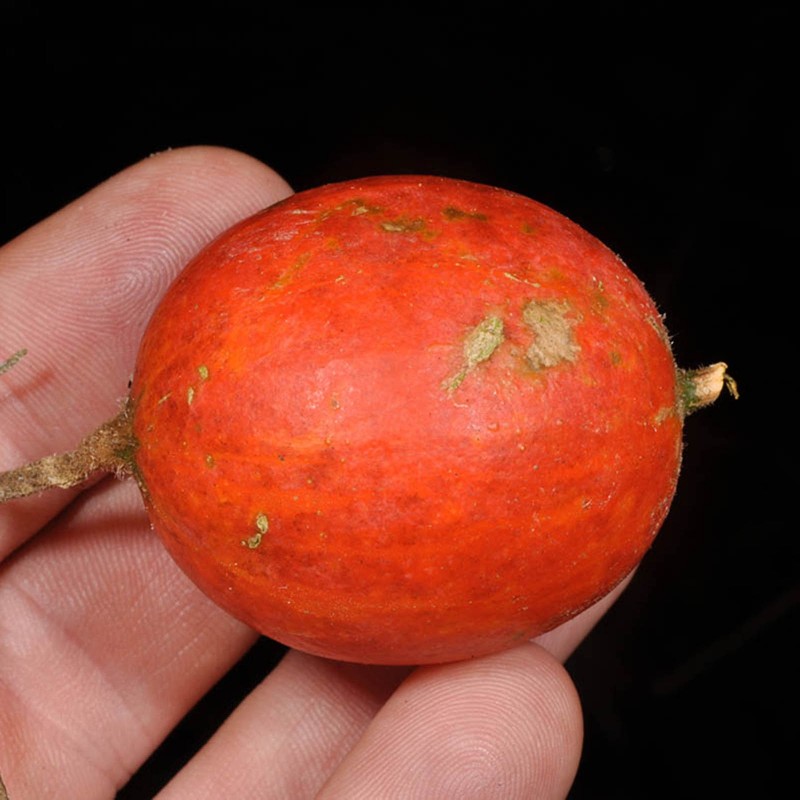 Price: €2.45 - Graines de courge serpent japonaise (Trichosanthes pilosa) - 