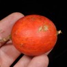 Price: €2.45 - Graines de courge serpent japonaise (Trichosanthes pilosa) - 