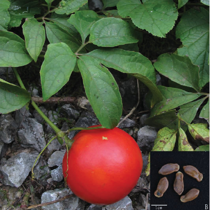 Nasiona japońskiej tykwy wężowej (Trichosanthes pilosa) - 2.205