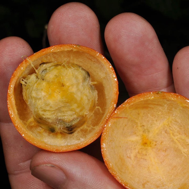 Nasiona japońskiej tykwy wężowej (Trichosanthes pilosa) - 2.205