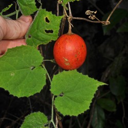Price: €2.45 - Graines de courge serpent japonaise (Trichosanthes pilosa) - 