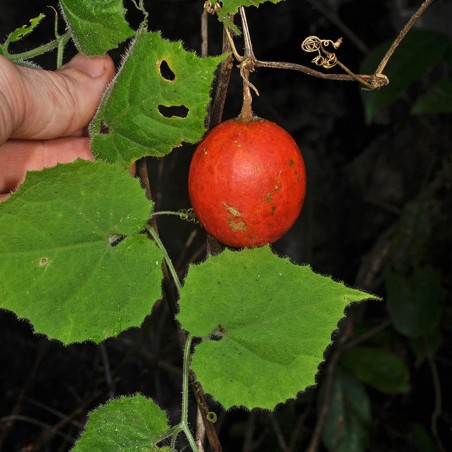 Price: €2.45 - Graines de courge serpent japonaise (Trichosanthes pilosa) - 