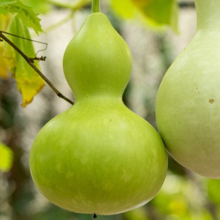 Price: €2.1 - Bottle Gourd Seeds (Lagenaria siceraria) - Seeds Gallery