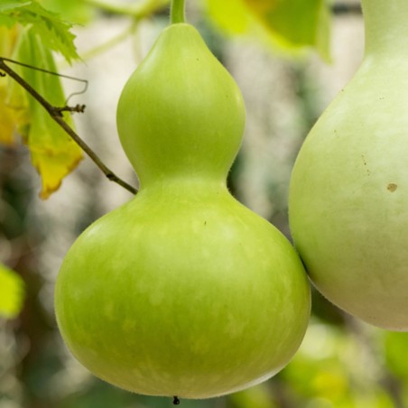 Semi di Zucca Bottiglia (Lagenaria siceraria)