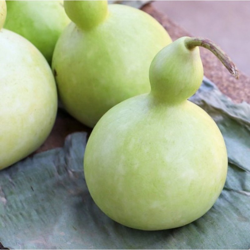 Price: €2.1 - Bottle Gourd Seeds (Lagenaria siceraria) - Seeds Gallery