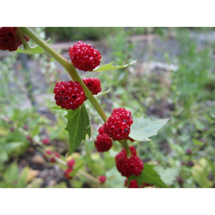 Leafy Goosefoot Seeds (Chenopodium foliosum) - 1.95