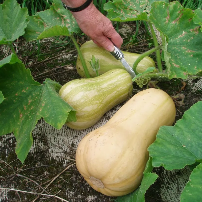 Sementes Abóbora Butternut