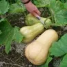 Sementes Abóbora Butternut