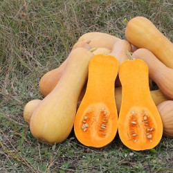 Semi Di Zucca A Campana...