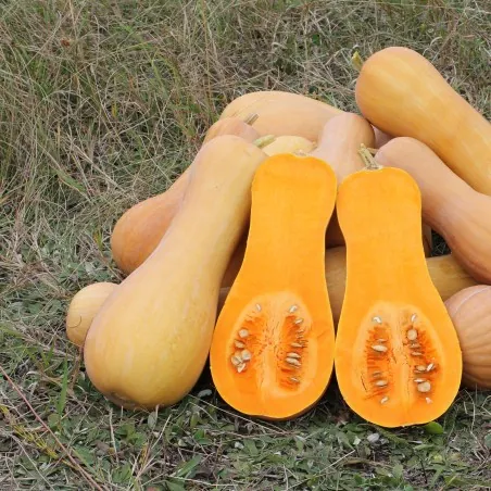 Sementes Abóbora Butternut