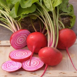 Price: €1.55 - Βιολογικά Σπόροι Παντζάρια Chioggia - 