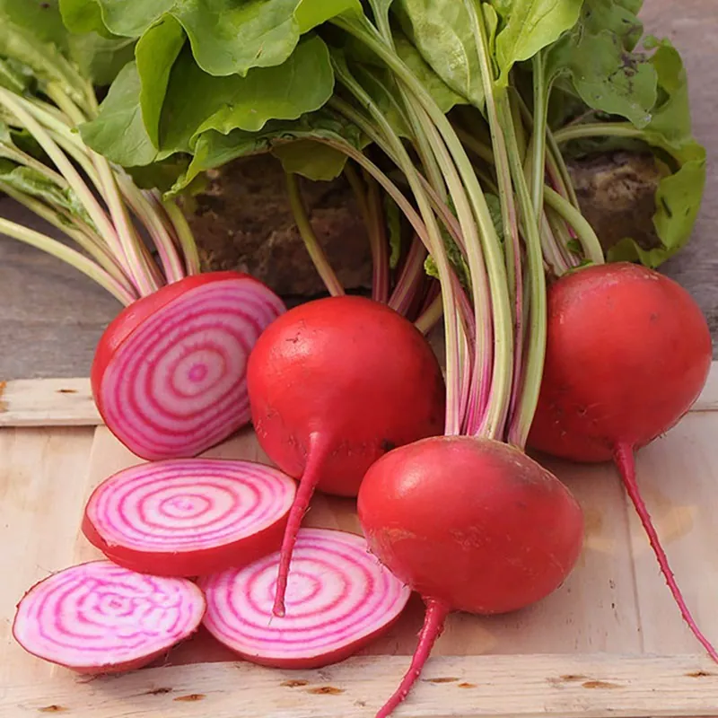 Semi di Barbabietola Chioggia