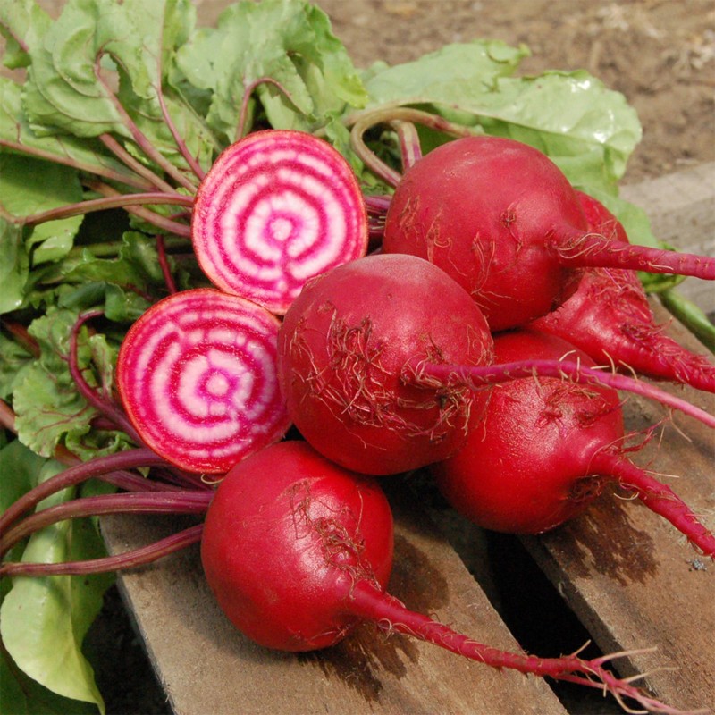 Rödbeta 'Chioggia' Frön