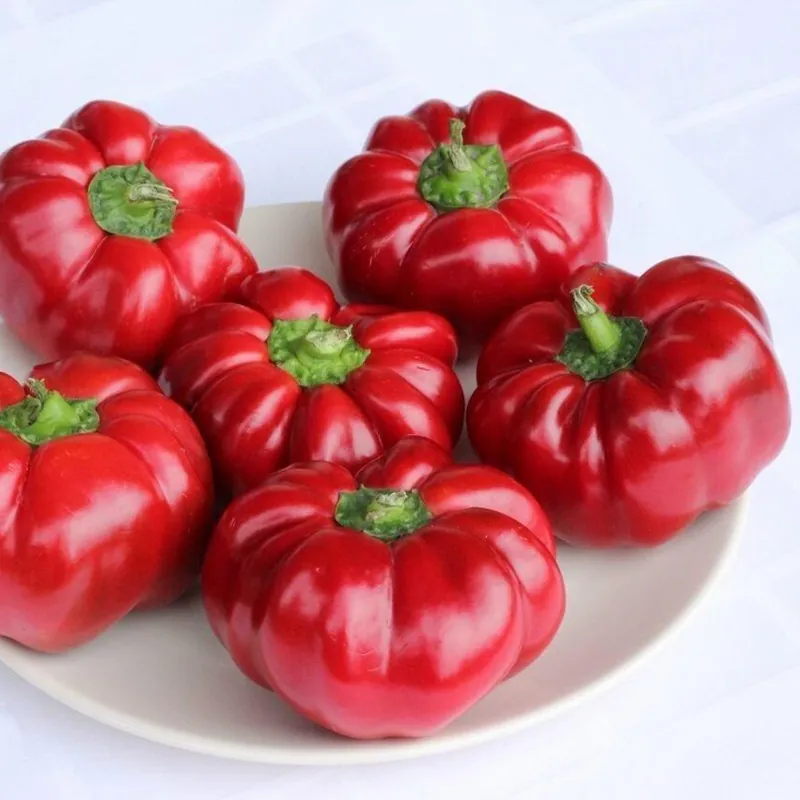 Tomaten Peper Zaden SPLENDID