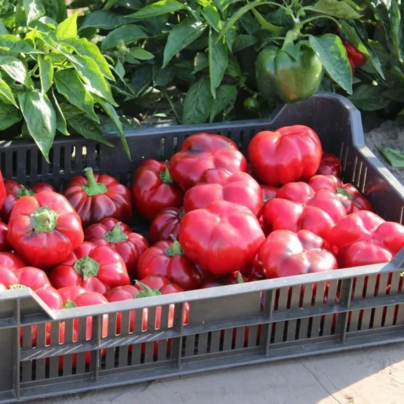 Graines Tomate-Poivre SPLENDID