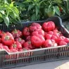 Tomaten Peper Zaden SPLENDID
