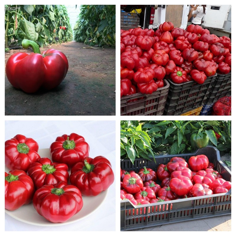 Nodig hebben Kreta Maak het zwaar Tomaten Peper Zaden SPLENDID Prijs: -€1.75