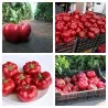 Sementes de Tomate e Pimenta SPLENDID