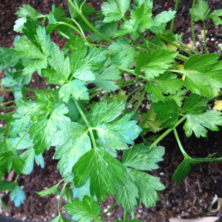 Price: €1.5 - Semillas de Perejil GIGANTE DE NÁPOLES (Petroselinum crispum) -
