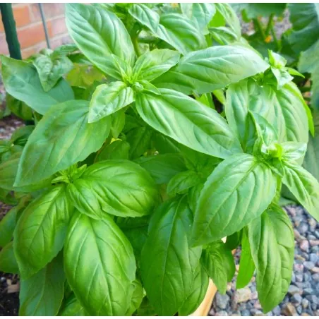Basil Seeds - Sweet Basil (Ocimum Basilicum)