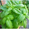 Σπόροι Βασίλειος (Ocimum basilicum)