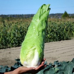 Sementes De Cichorium "Pan...