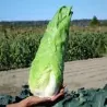 Graines de Chicorée "Pan di Zucchero"