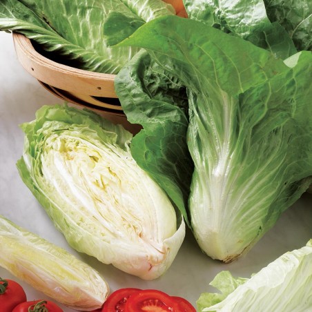 Ραντίτσιο - Ραδίκια Σπόροι "Pan di Zucchero"