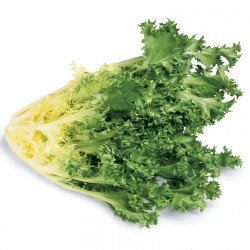 Price: €1.65 - Frön Sydcikoria Jätte - 