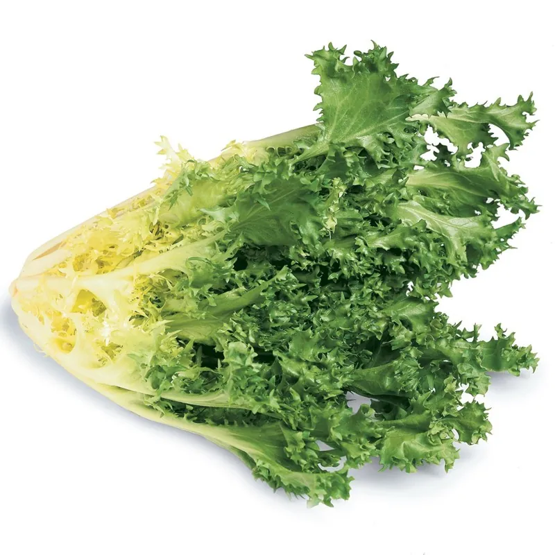 Endive Giant Seeds