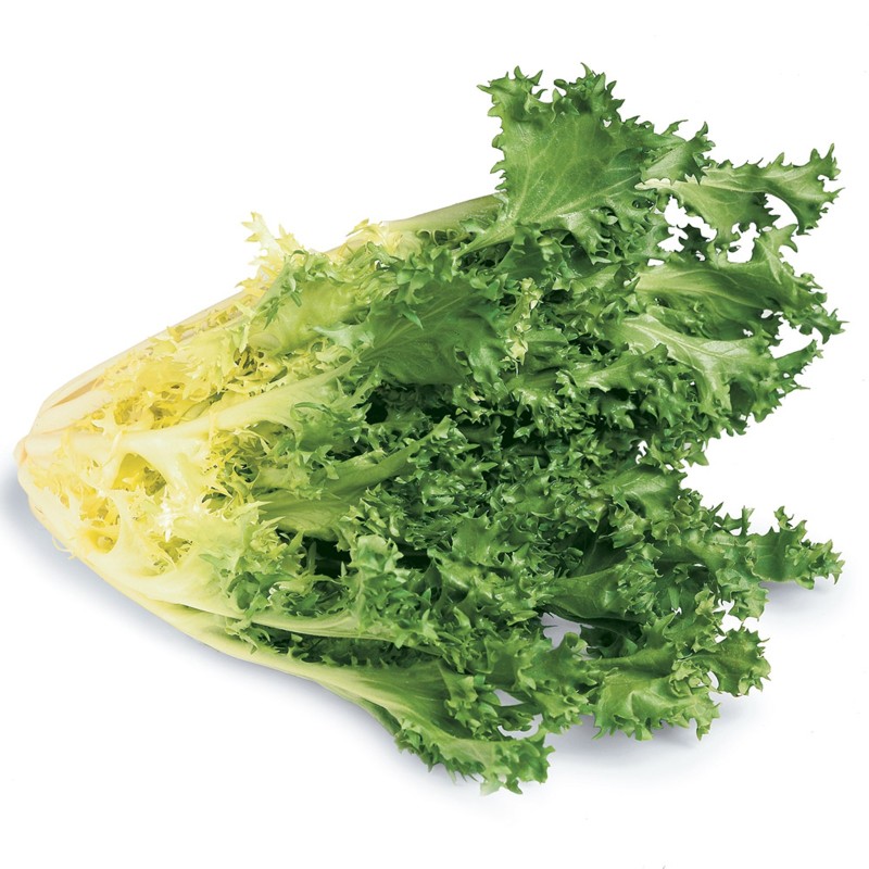 Graines De chicorée Endive Géant