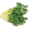 Endive Giant Seeds