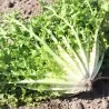 Endive Giant Seeds