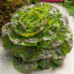 Seme Zelene Salate Brune...