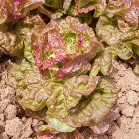Kopfsalat Brune d´hiver Salat Saatgut Samen Sämereien
