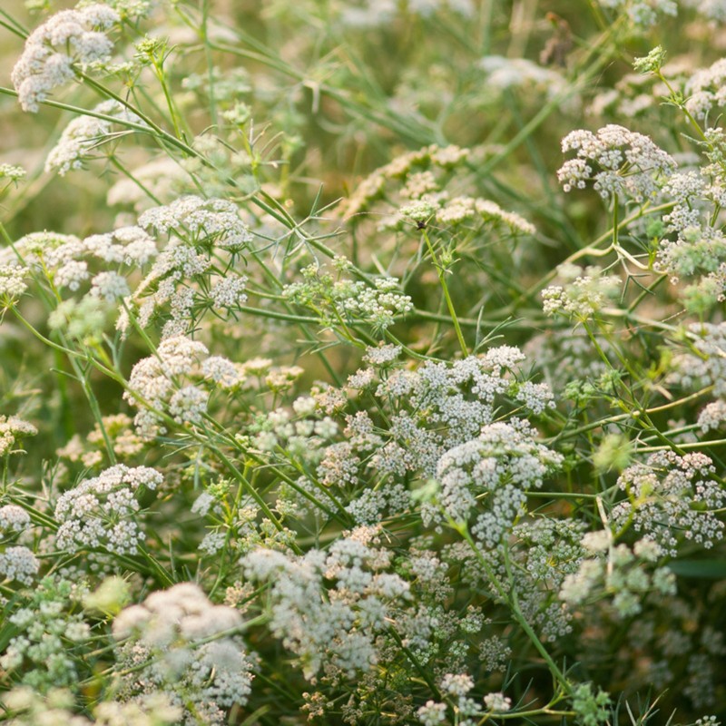 Sementes de COMINHO (Cuminum cyminum)