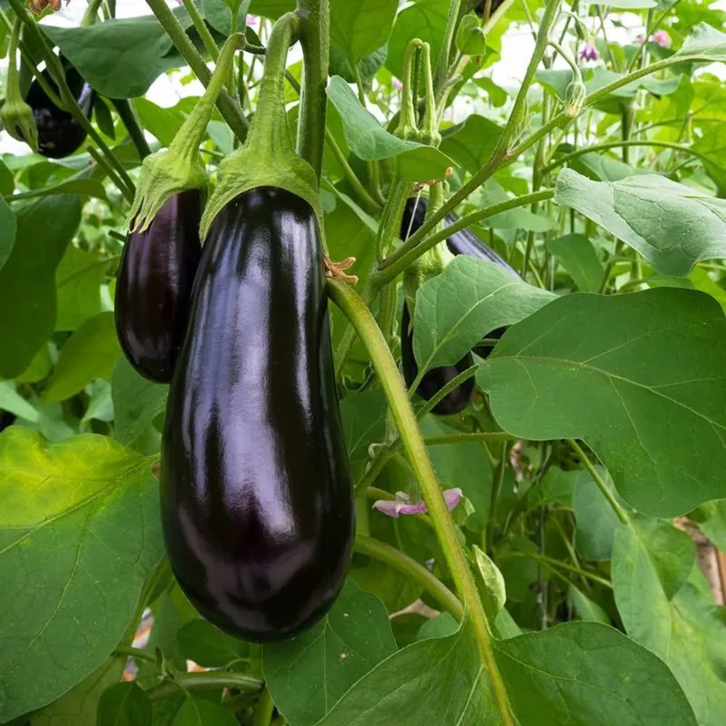Semillas De Berenjena BLACK BEAUTY