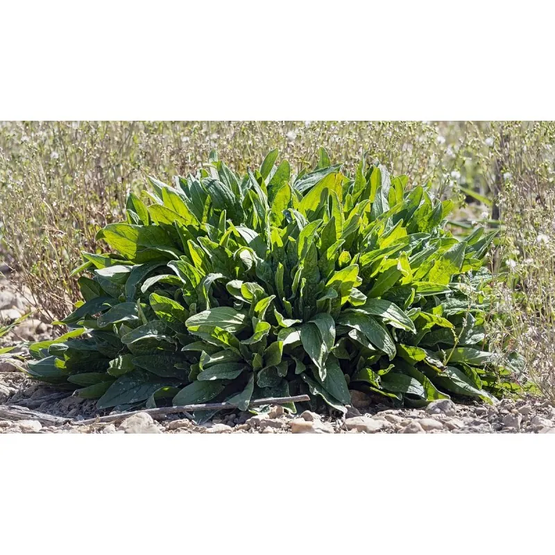 Common Sorrel Seeds (Rumex acetosa)