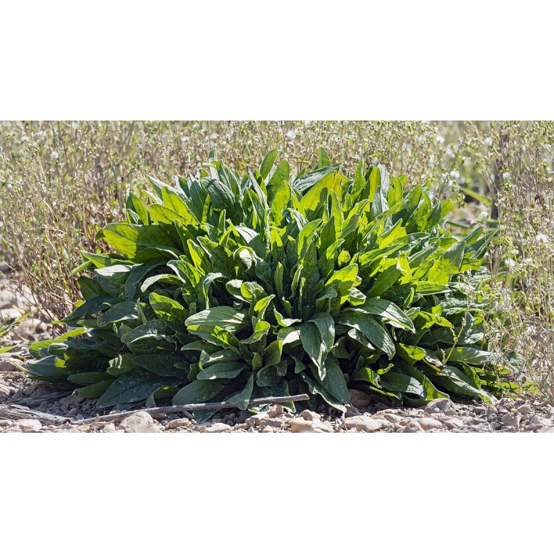 Σπόροι Λάπαθο (Rumex acetosa)