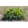 Graines de OSEILLE COMMUNE (Rumex acetosa)