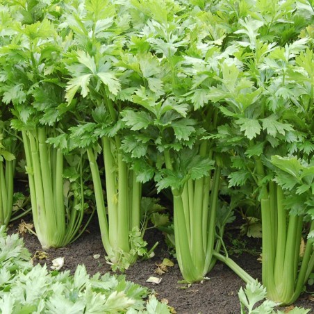 Price: €1.55 - Semi di sedano Utah (apium graveolens) -