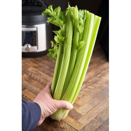 Price: €1.55 - Stangensellerie Sellerie Samen Utah (apium graveolens) -