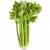 Price: €1.55 - Graines de céleri Utah (apium graveolens) - 